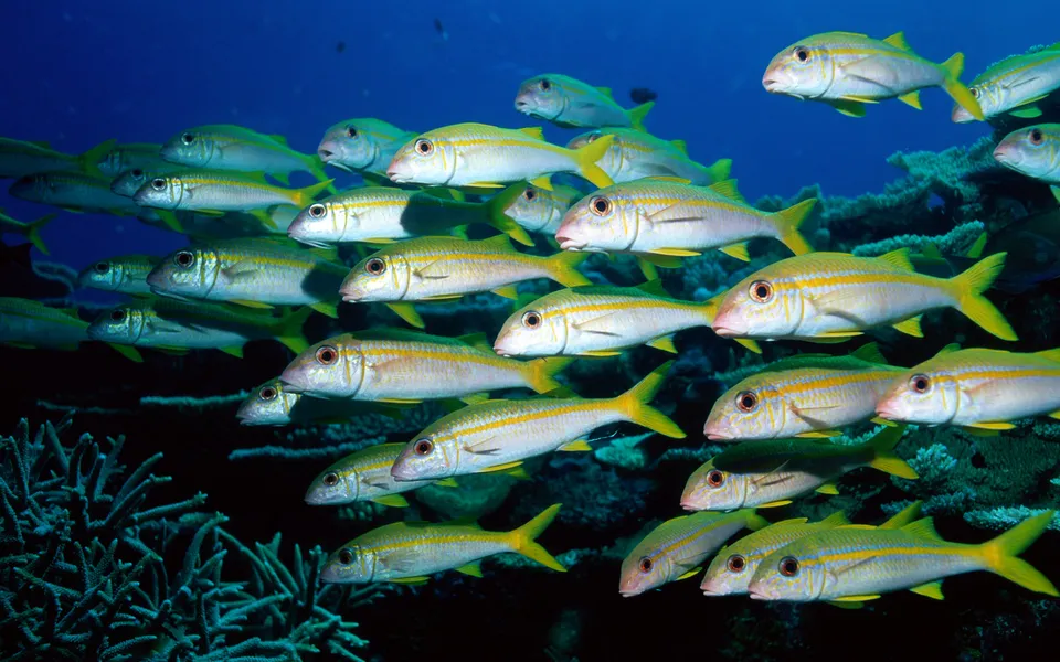 A school of yellowfin goatfish swims in clear blue ocean water near coral.