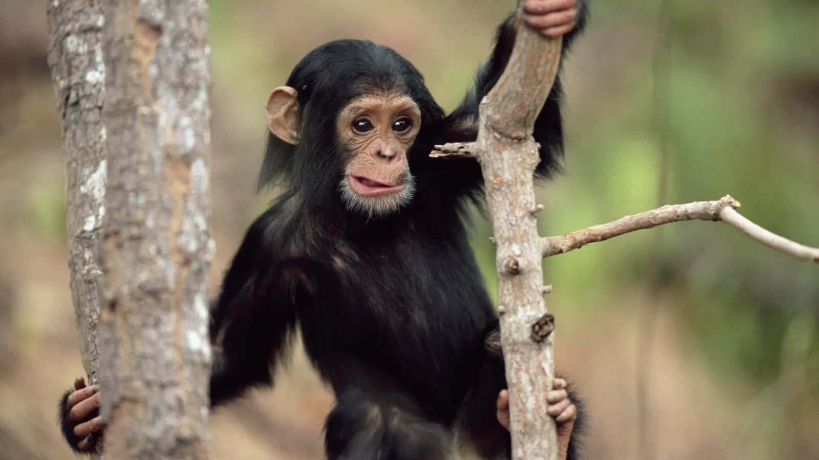 A young chimpanzee with dark fur clings to a tree branch, looking towards the camera with a curious expression.