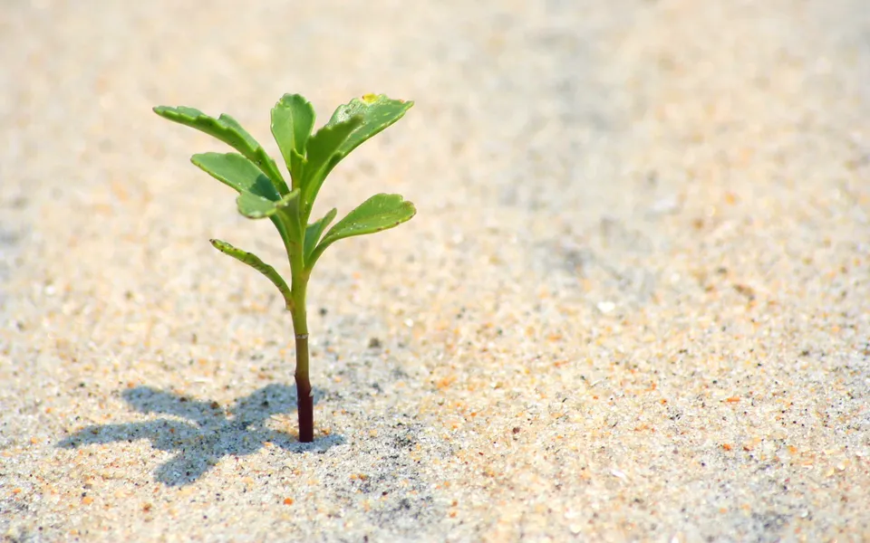 A small green plant with several leaves grows from the sandy ground, casting a shadow.
