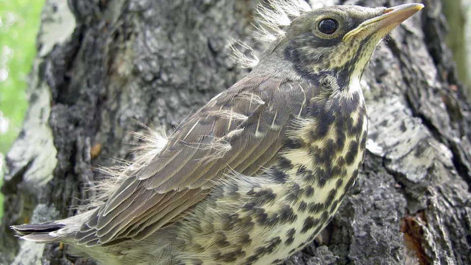A young thrush with fluffy feathers sits on the textured bark of a birch tree.