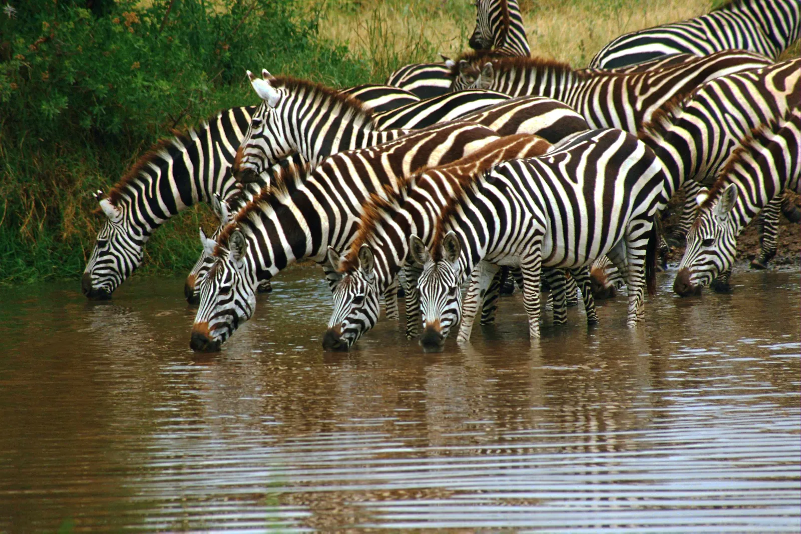 A group of zebras are drinking water from a muddy waterhole, with green foliage in the background.