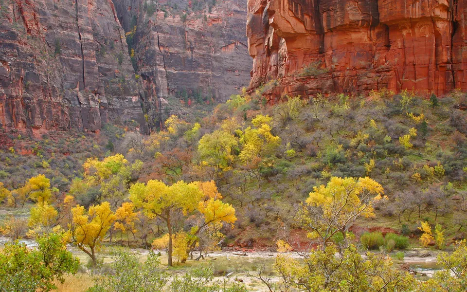 A canyon landscape with towering red rock cliffs and a valley filled with trees displaying vibrant autumn foliage.